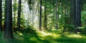 Gartenpavillon aus edlem Holz | © dugdax - shutterstock.com